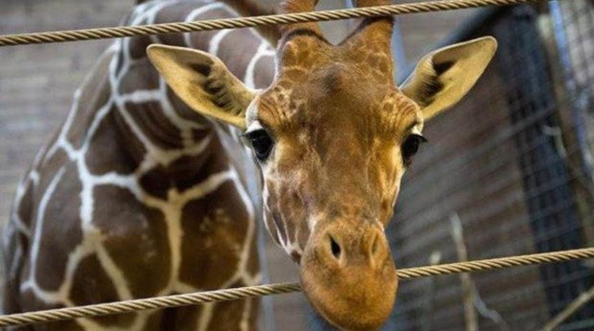 Z&uuml;rafa 'Marius' aslanlara yem oldu