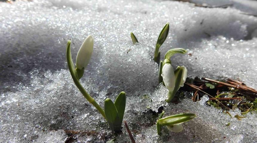 Karların içinden açtı... Koparmanın cezası 109 bin lira