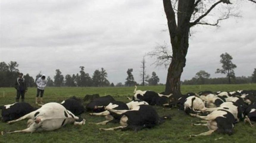 60 ineği yıldırım çarptı