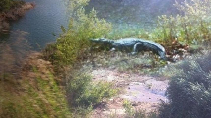 Girit'te timsah paniği