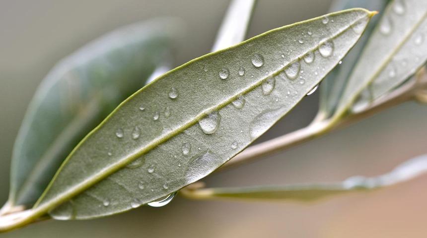 Meyvesini her gün yiyorsunuz, en büyük mucizesi yaprağında saklı! Hastalıkları bıçak gibi kesiyor