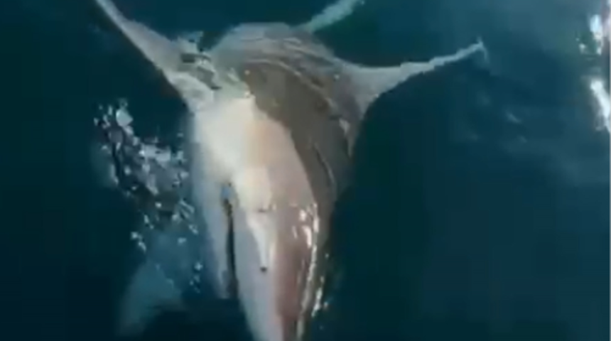 Antalya'da balıkçıları şaşkına çeviren olay: Of Allah'ım bu ne?