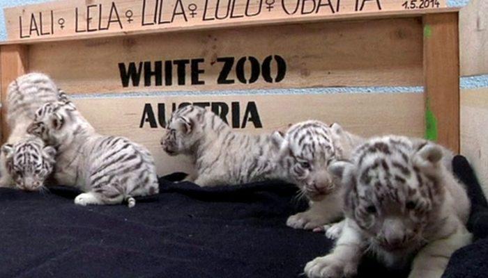 White zoo