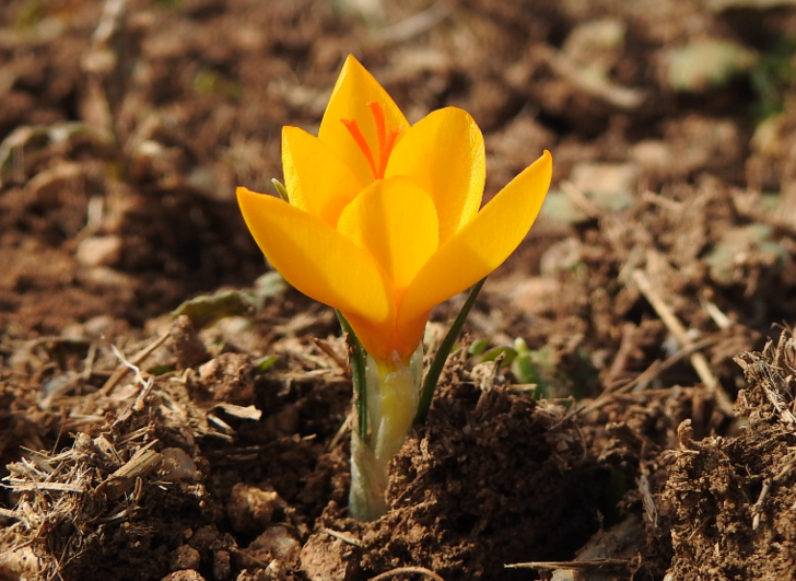 Sizin de önünüze çıkabilir! Sakın koparmayın... Cezası 109 bin 593 lira G1