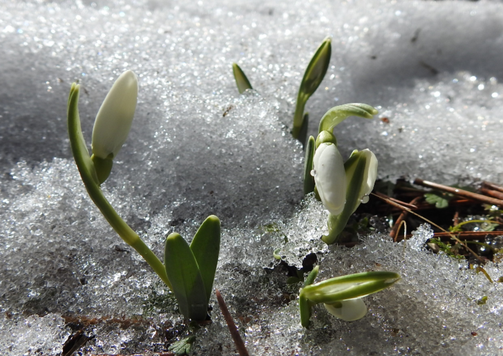 Sizin de önünüze çıkabilir! Sakın koparmayın... Cezası 109 bin 593 lira G2