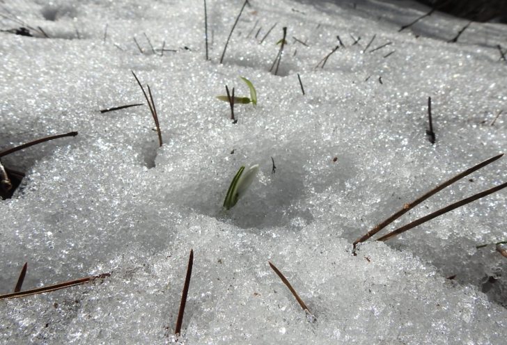 Sizin de önünüze çıkabilir! Sakın koparmayın... Cezası 109 bin 593 lira G3