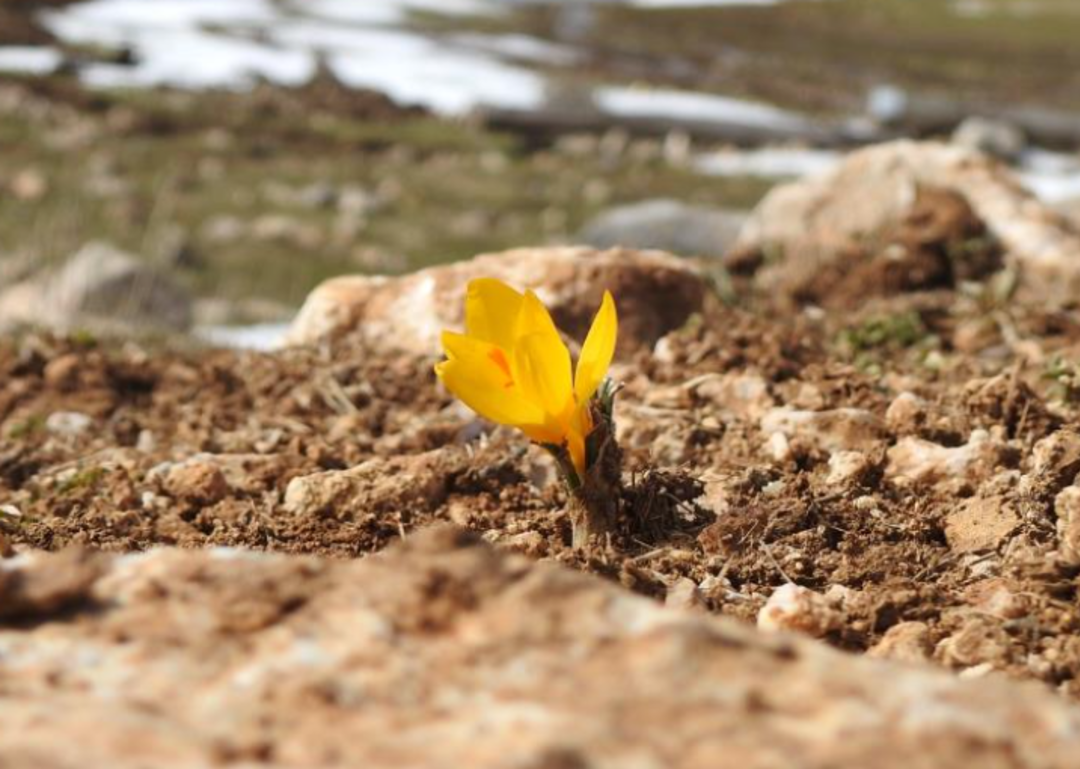 Sizin de &ouml;n&uuml;n&uuml;ze &ccedil;ıkabilir! Sakın koparmayın... Cezası 109 bin 593 lira