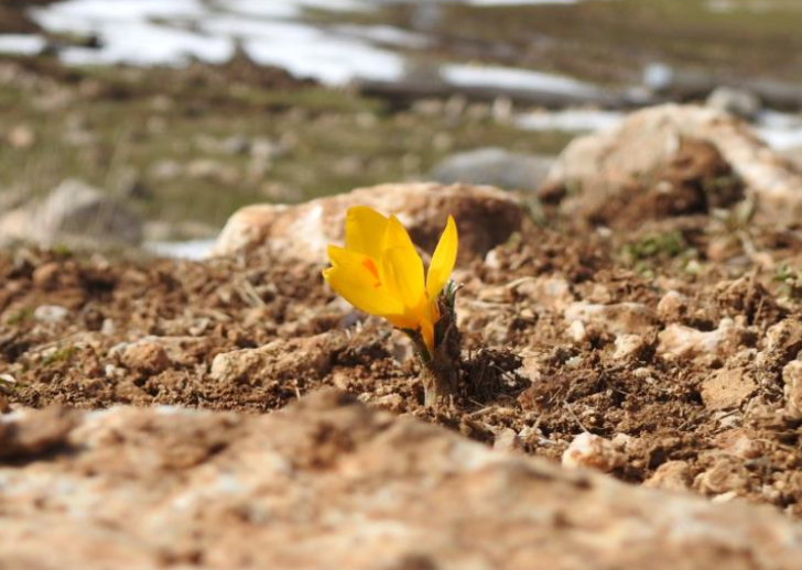 Sizin de önünüze çıkabilir! Sakın koparmayın... Cezası 109 bin 593 lira G4