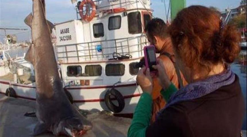 800 kiloluk k&ouml;pek balığı yakalandı
