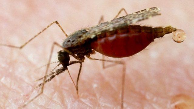 Sıtma mikrobu 'kemiğe saklanmış olabilir'