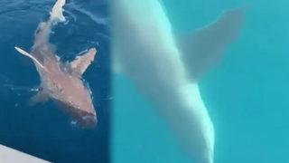 İki gün arayla ikincisi yakalandı! 3 metre uzunluğunda: Abi, Antalya'yı basmışlar