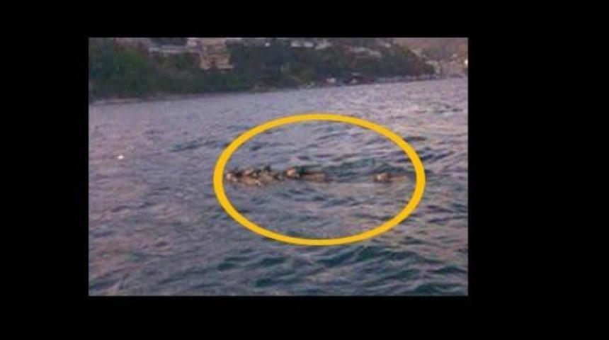 Boğaz'dan ge&ccedil;en domuzlar şoke etti