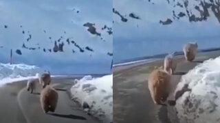 Tunceli’de kış uykusundan erken uyanmış boz ayılar görüntülendi