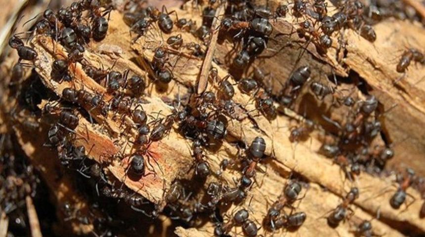 Amazon k&ouml;yl&uuml;lerinin karıncalı intikamı