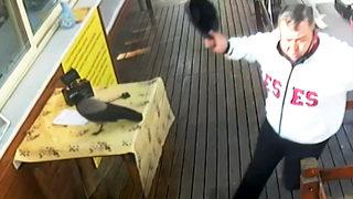 Antalya'da bir garip hırsızlık! Beslediği karga, çaldığı anahtarı ağaca bıraktı