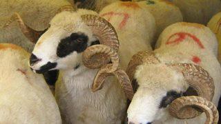 Uygunsuz yerde kurban kesene 1000 TL ceza