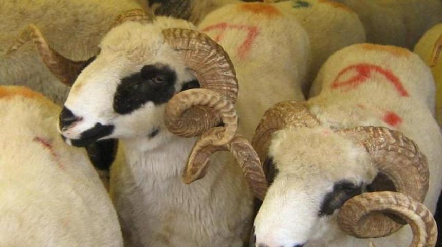 Uygunsuz yerde kurban kesene 1000 TL ceza