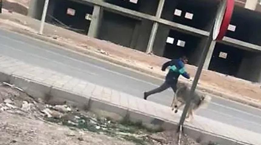 Son dakika! Derik’te 4'ü çocuk 7 kişiyi ısıran köpek kuduz çıktı! Mahalle karantinaya alındı
