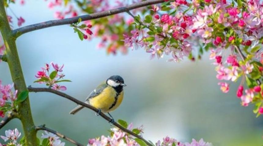 Birinci cemre düştü mü? 20 Şubat cemre düştü mü, cemre düşmesi ne demek?