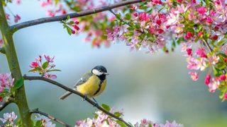 Birinci cemre düştü mü? 20 Şubat cemre düştü mü, cemre düşmesi ne demek?