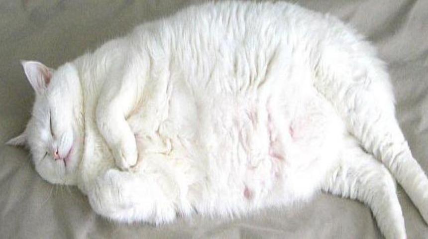 Kilo sorunları, evcil hayvanlara da yansıyor