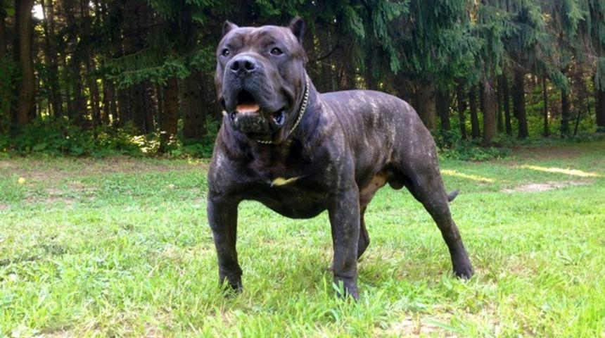 45 saat a&ccedil; kalan k&ouml;pek komşuyu canlı canlı yedi