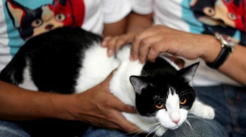 ‎Kediyi başkanlığa aday gösterdiler