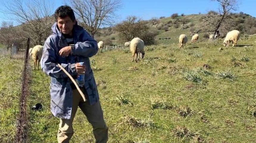 Çobanlık deyip geçmeyin! Koyun güderek 1000 dönüm arazi satın aldı