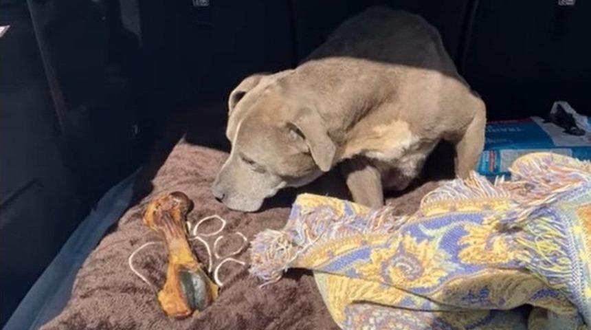 ABD'de kayıp ilanı verilen bir k&ouml;pek 12 yıl sonra bulundu