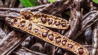 Her derde deva keçiboynuzunun bilinmeyen faydaları...