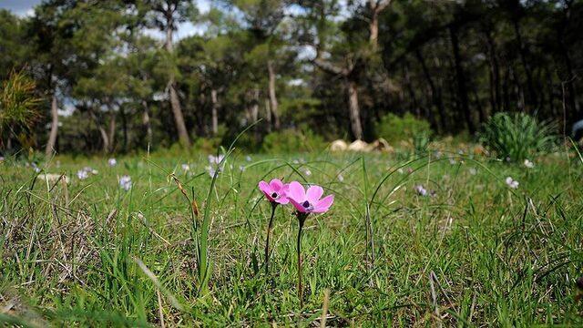 İlk cemre düştü mü? İlk cemre nereye düşer? Ne zaman yaz gelecek?