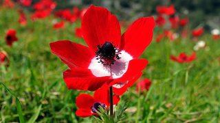 Baharın müjdecisi! Son cemre toprağa düştü