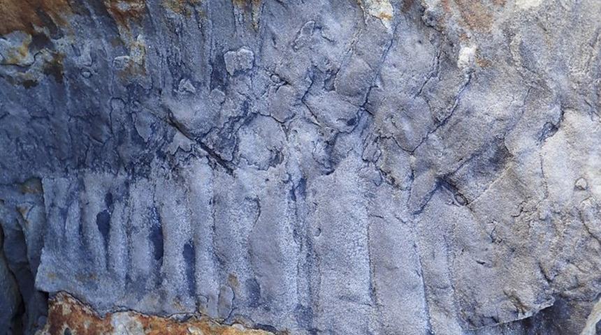 Dünyanın en büyüğü olarak kayıtlara geçti! 2,5 metre uzunluğunda...