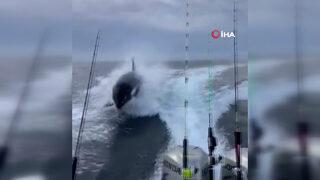 Meksika’da katil balina, turistlerin teknesini böyle kovaladı