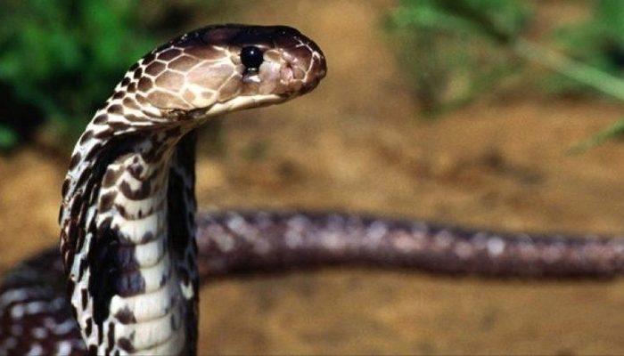 Rüyada yılan görmek ne anlama gelir? Rüyada bir sürü, büyük yılan