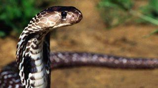 Rüyada yılan görmek ne anlama gelir? Rüyada bir sürü, büyük yılan görmek ne demek?