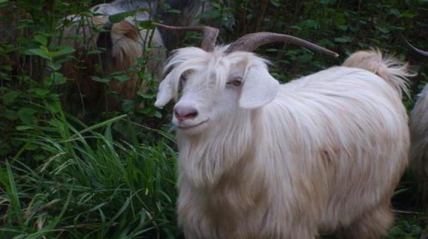 Yangınlara ke&ccedil;ili &ccedil;&ouml;z&uuml;m