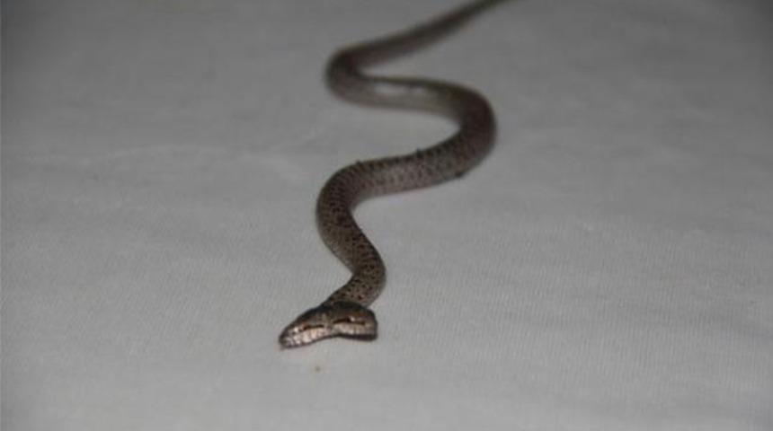 Evde çift başlı yılan besliyor