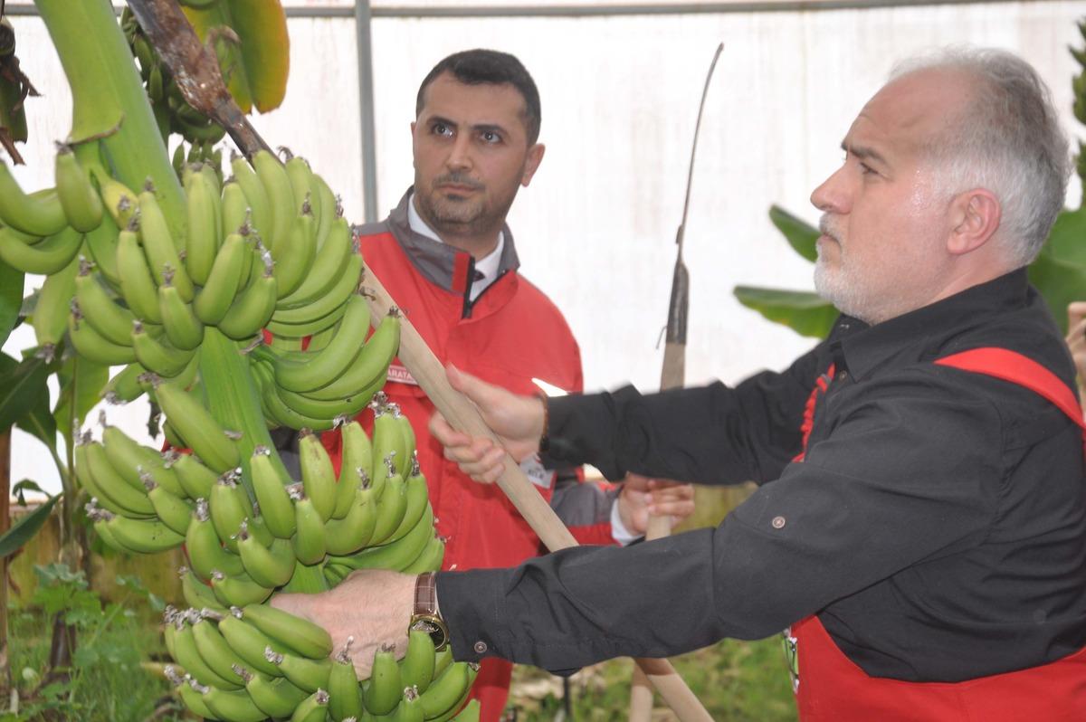 Kızılay Genel Başkanı Kınık, Reyhanlı&rsquo;da muz hasadı yaptı