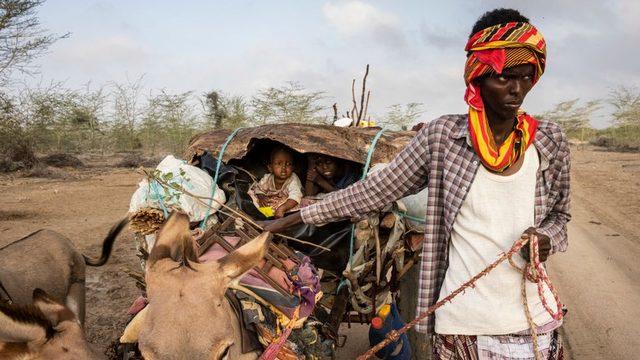Kenya'da uzun süreli kuraklık, çobanları topraklarından uzaklaştırdı