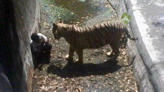 Vahşi kaplan, Hint genci böyle öldürdü