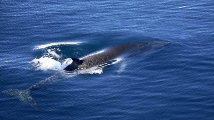 Okyanustaki gizemli sesin kaynağı minke balinalarıymış
