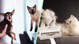 Evcil hayvan sahibi dostlarınıza alabileceğiniz en güzel hediyeler