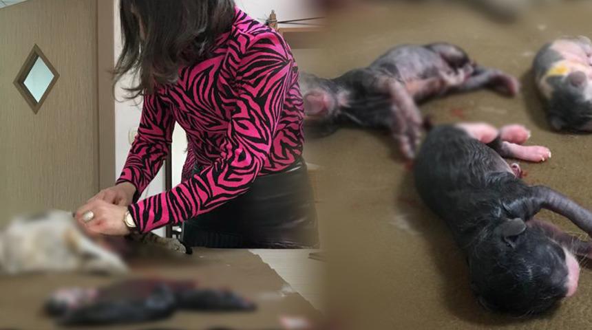 Ölen kedinin karnını açtı, yavru kedileri kurtardı