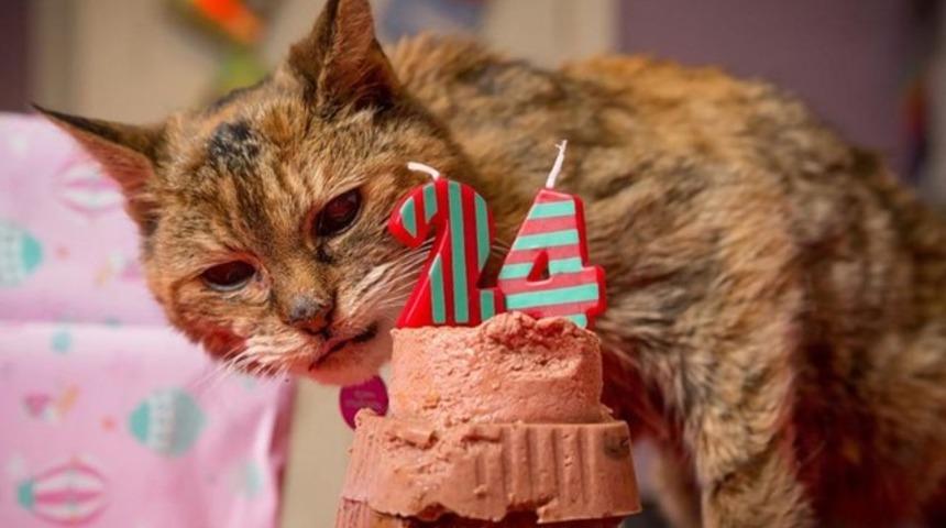 Dünyanın en yaşlı kedisi öldü