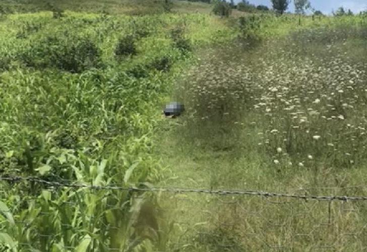 Köpeğe tecavüz görüntüleri cep telefonuyla kaydedilmişti! 66 yaşındaki adam için 'İktidarsızlık' tespiti istendi
