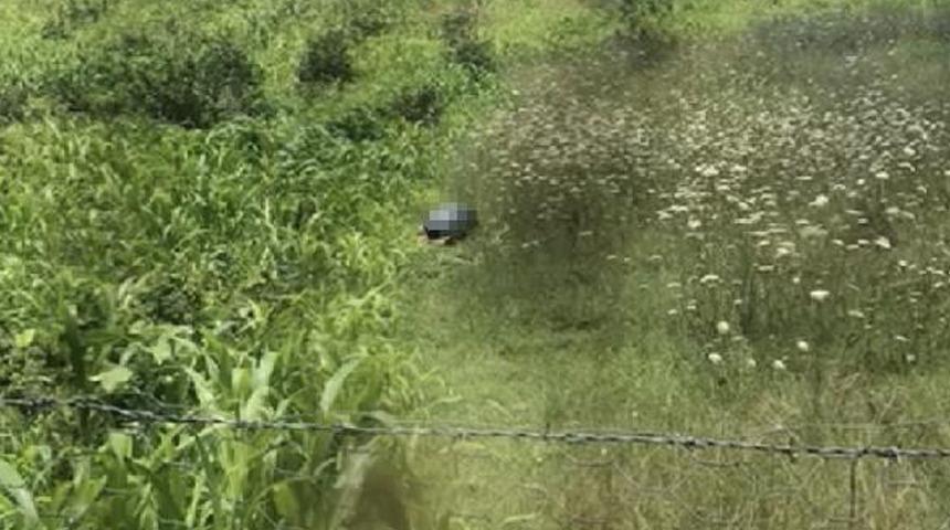 Köpeğe tecavüz görüntüleri cep telefonuyla kaydedilmişti! 66 yaşındaki adam için 'İktidarsızlık' tespiti istendi