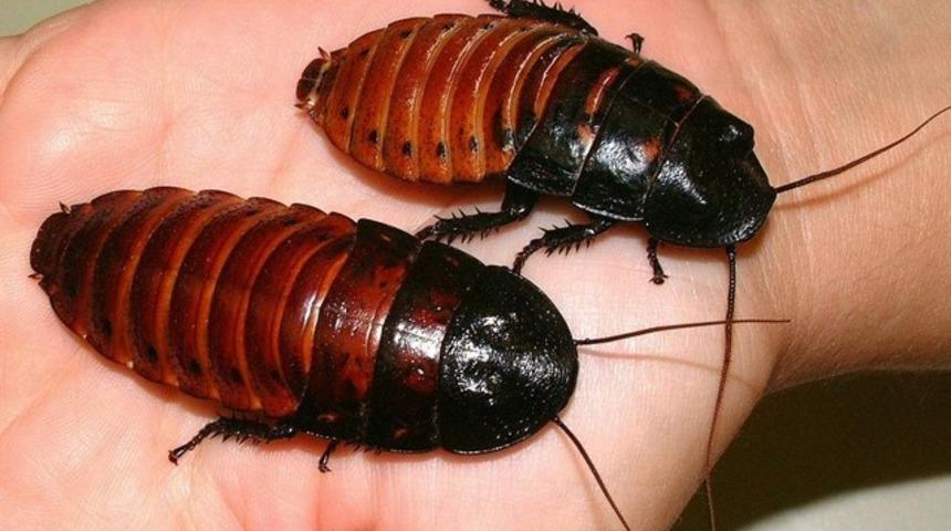 Kulağından hamamb&ouml;ceği &ccedil;ıktı