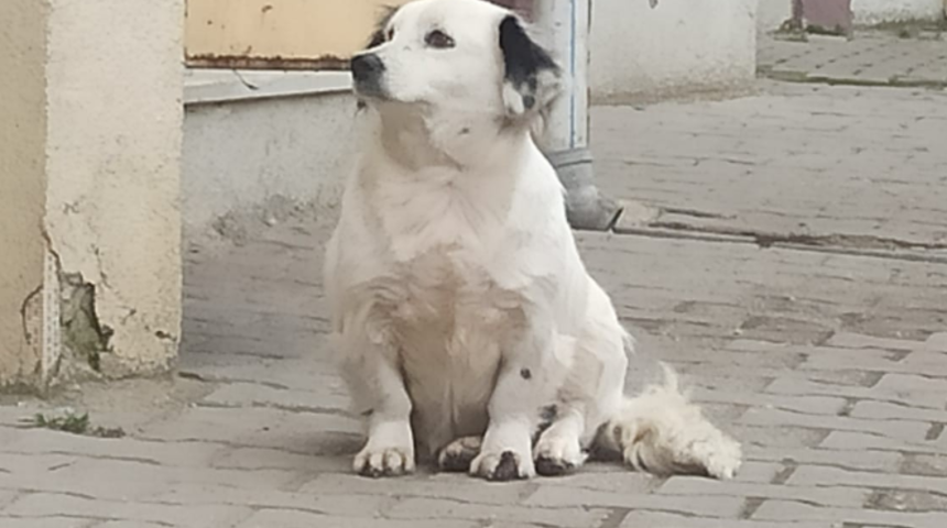 Düzce'de 2 aylık Paşa adındaki köpeği çaldılar! Anneleri hayata küstü