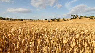 Buğday için korkutan senaryo! 9,5 yılın zirvesine çıktı: ‘Gıdaya erişim zorlaşabilir’